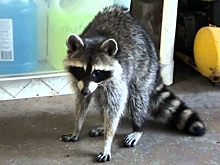 Обнаружены позволяющие пятиться нейроны