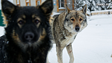 В Москве новых хозяев обрели более 2000 животных из приютов с начала года