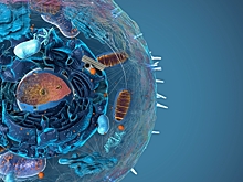 Когда возникла сложная жизнь: новые данные опровергают прежние версии