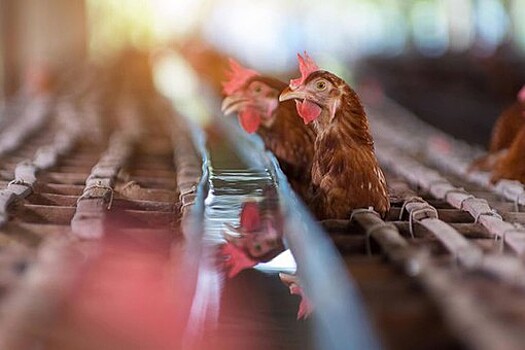 Росптицесоюз: производители курятины не справляются с ростом расходов в РФ