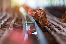 Росптицесоюз: производители курятины не справляются с ростом расходов в РФ