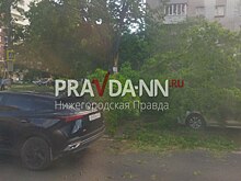 Пробка собирается на улице Ванеева из-за дерева, упавшего на автобус и машину