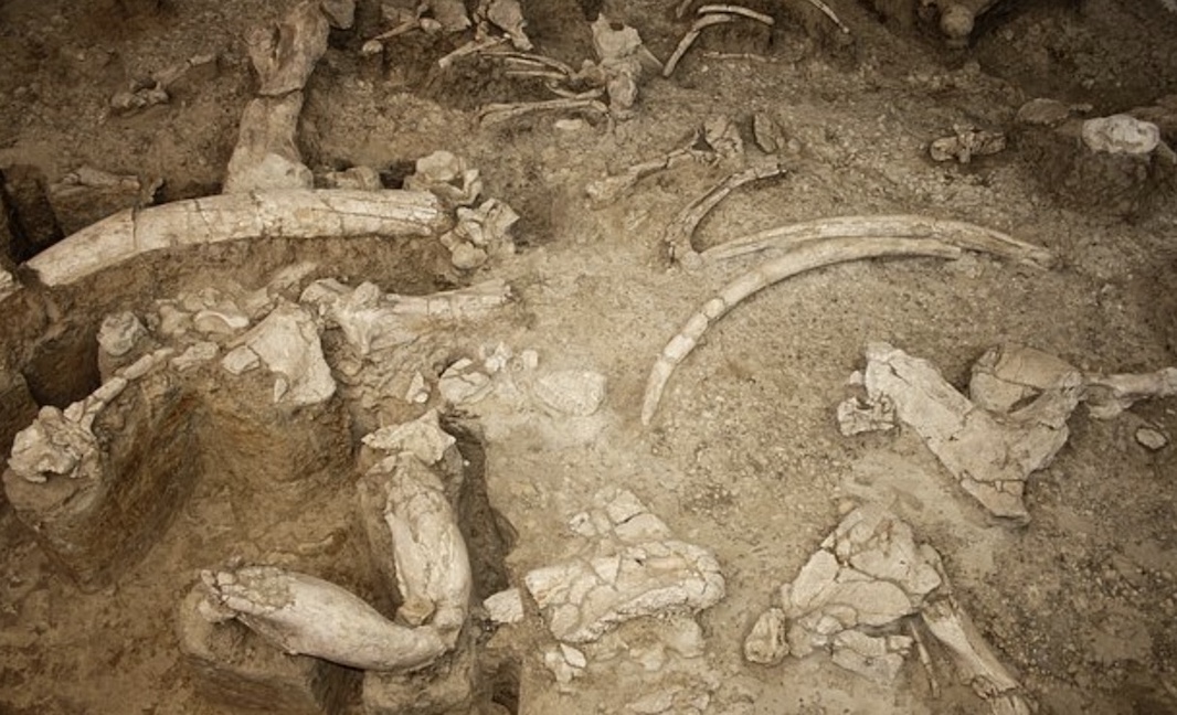 Туристы нашли останки древних животных возле заброшенного поселка в России