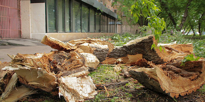 Последствия урагана ликвидируют в Беларуси: повалены сотни деревьев, молния ударила в церковь