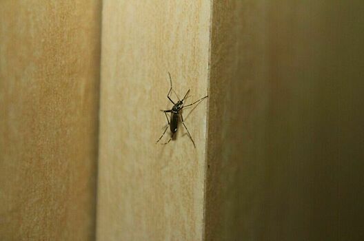 В Роспотребнадзоре рассказали, как защититься от укусов комаров