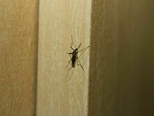 В Роспотребнадзоре рассказали, как защититься от укусов комаров