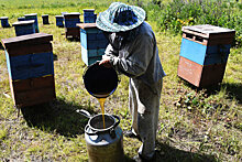 В регионах пасечники отсудили ущерб от потравленных пестицидами пчел