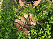 Тюменские рыбаки показали, кого и где можно поймать в Тюмени