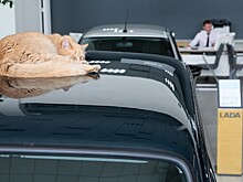 Продажи бюджетных автомобилей рухнули в Татарстане