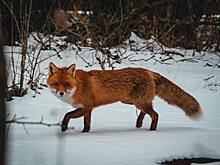 Фото занимающихся любовью собаки и лиса вызвало восторг у пользователей сети