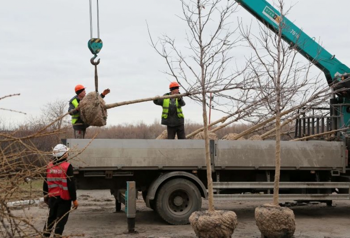 В Омске начали перевозить клены с Олимпийской аллеи