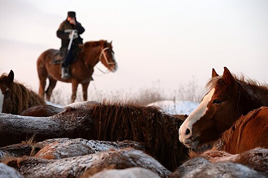 Репортер Times поведал о тяжелой жизни чабанов в Казахстане