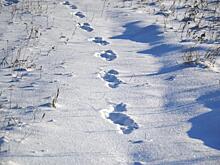 Сугробы с риском для жизни. Жители Барнаульского поселка не могут нормально ходить