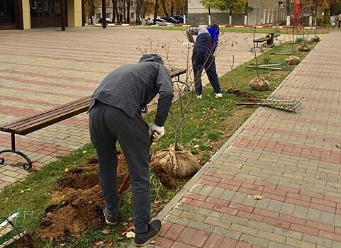 Виновник посадил сломанные им деревья у ГДО "Созвездие" в Наро-Фоминске