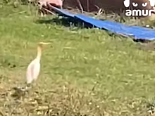 Краснокнижную египетскую цаплю впервые увидели жители Итурупа