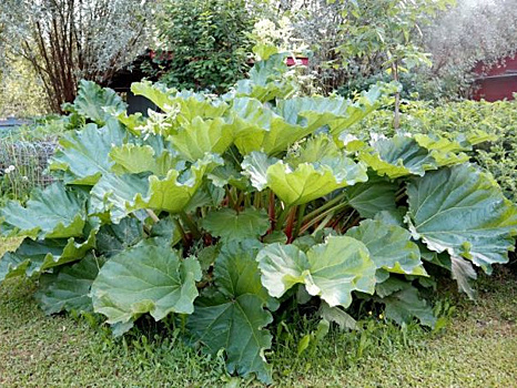 Ревень на грядках и в цветниках. Какие виды вырастить и как их размножить