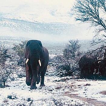 Жирафы и слоны в шоке: Африку неожиданно завалило снегом