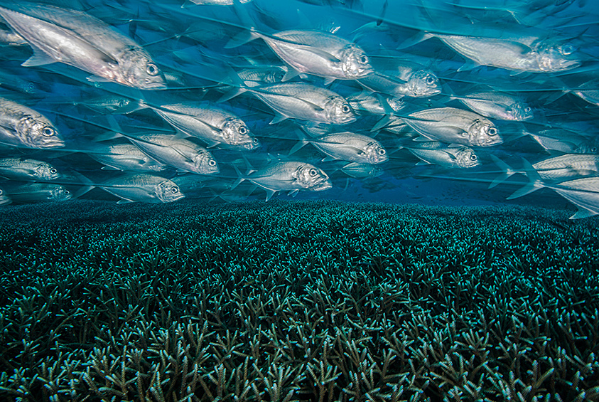 Бескрайние коралловые поля, буквально кишащие рыбой в индонезийском архипелаге Раджа Ампат