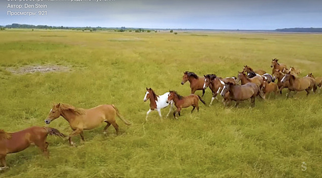 Калининградец пять лет снимал фильм о живущих на полях лошадях