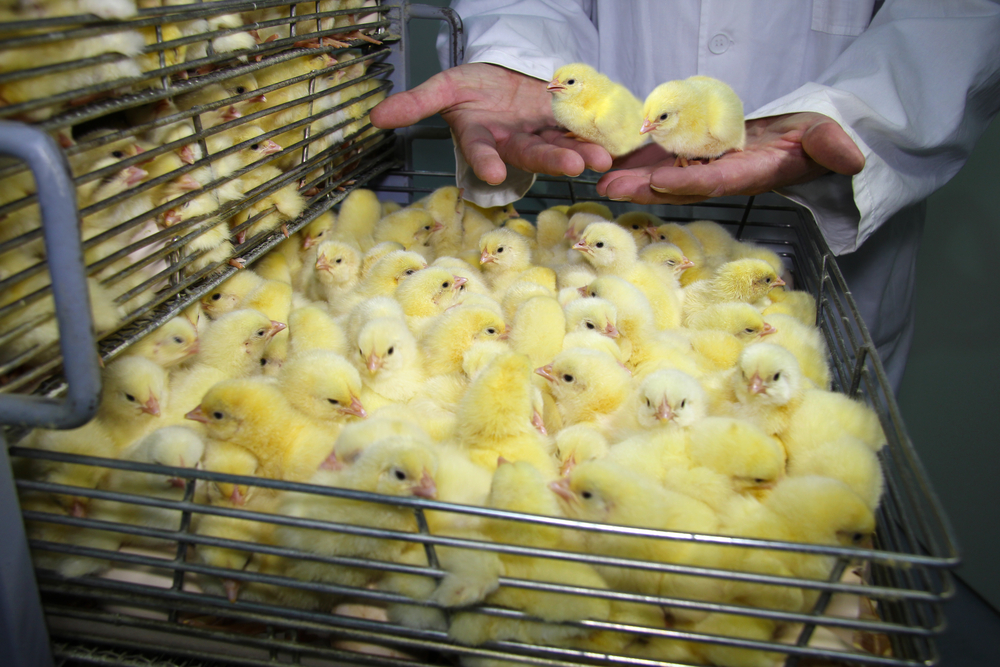 Немецкие птицеводы научились обходить запрет на убой цыплят