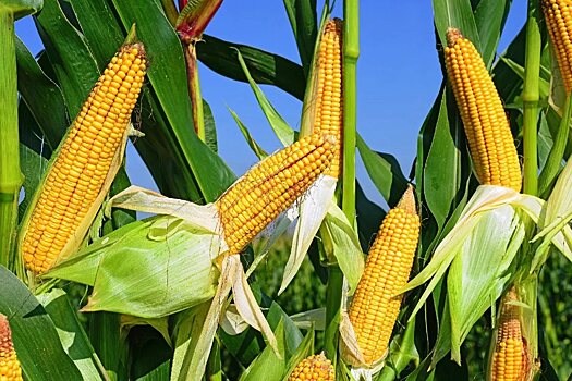 8 опасных свойств кукурузы