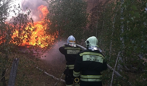 В Воронежской области на месте сгоревших лесов разрешат лишь высаживать новые деревья