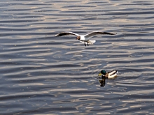 Масштабная реконструкция ждет речной вокзал в Хабаровске: как изменится и что появится