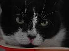 Появилась новая версия "мобилизации" кота на Украине