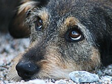 В парке «Кузьминки» помогут найти хозяев собакам из приютов