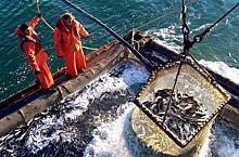 «Только жесткими мерами». Китай поставил в неудобное положение российских рыбаков