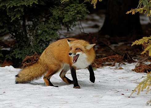 В лесах Саратова станут отстреливать лис из-за угрозы бешенства