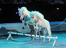 Премьера новогоднего шоу «Тринадцать месяцев» пройдет в спорткомплексе ЦСКА на Ленинградском проспекте