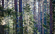 В Новгородской области втрое увеличат число лесных участков для аренды малому бизнесу