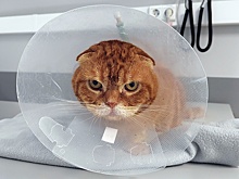 Как корреспондент "РГ" спасала своего кота в московской ветклинике и во что это обошлось