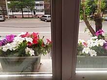 Охотники за петуниями орудуют в Новосибирской области