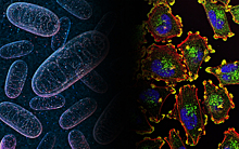 Российские ученые описали роль митохондрий в метастазировании опухолевых клеток
