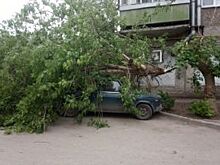 В Омске проводят обрезку деревьев, мешающих водителям и пешеходам