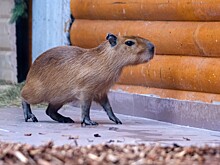 В Москве предложили запретить держать капибар и лемуров в антикафе