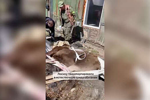 Новосибирские зоозащитники спасли раненую лосиху, которая пряталась в жилом доме