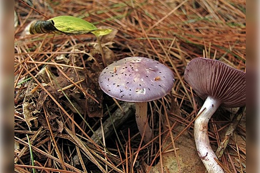 Обнаружены грибы рода Cortinarius, которые играют важную роль в окружающей среде