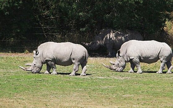 На Земле осталось всего три северных белых носорога