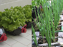 Овощи можно выращивать не на грядке, а в… бутылке! Пенсионер устроил шикарный огород на балконе.