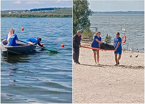 Челябинские матросы спасли на пляже овцу
