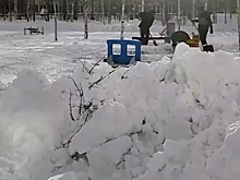 В городе на Ямале дорожников заставят посадить сирень и барбарис, уничтоженные при очистке снега. ВИДЕО