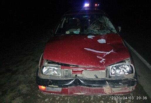 В Яранском районе водитель «Фольксвагена» сбил лося: после удара животное отбросило под еще один автомобиль
