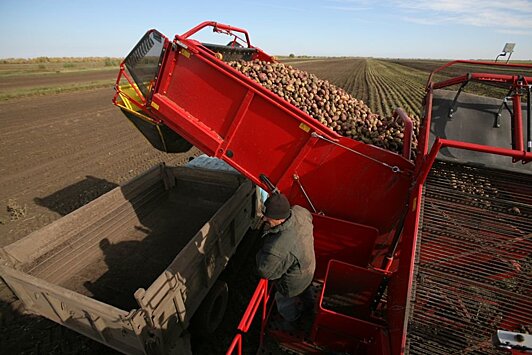 Из-за дождей новгородские картофелеводы потеряют до четверти урожая