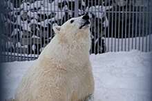 В Московском зоопарке разработали программу реабилитации раненого белого медведя Диксона