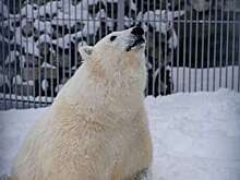 В Московском зоопарке разработали программу реабилитации раненого белого медведя Диксона
