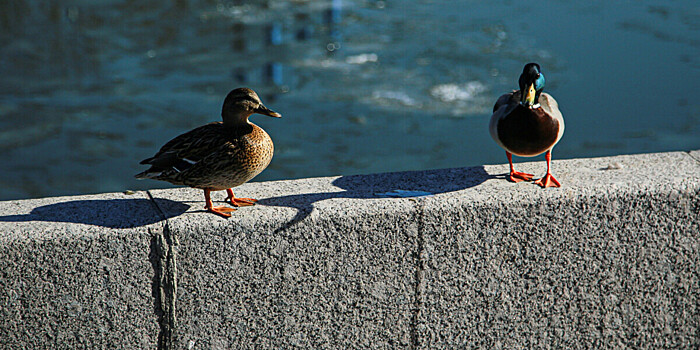 Отравление или болезнь? СК взял под контроль дело о массовой гибели птиц в Ставропольском крае