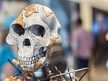 Как жившая более трех миллионов лет назад Люси перевернула мир